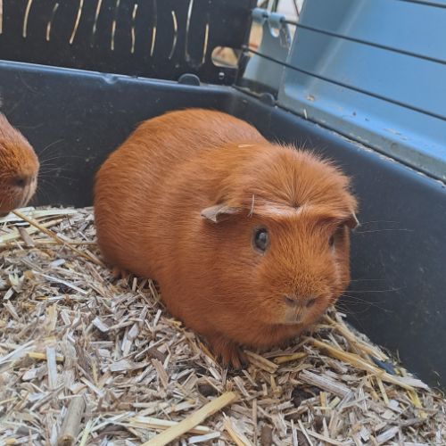 2 cochons d'inde à vendre avec tout le matériel #5