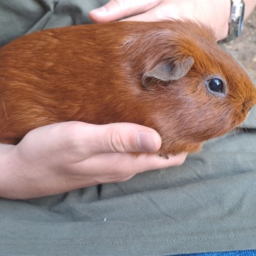 2 cochons d'inde à vendre avec tout le matériel #6