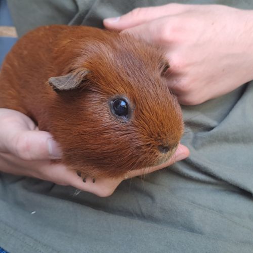 2 cochons d'inde à vendre avec tout le matériel