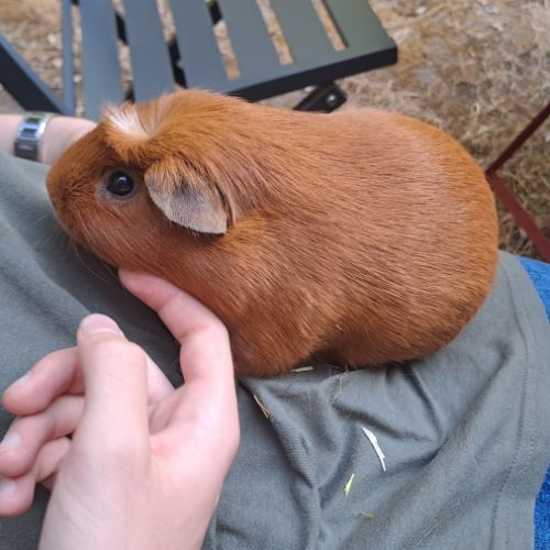 2 cochons d'inde à vendre avec tout le matériel #8