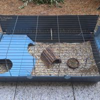 2 cochons d'inde à vendre avec tout le matériel #2