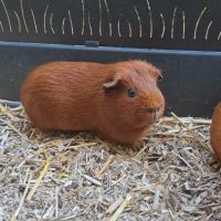 2 cochons d'inde à vendre avec tout le matériel #4