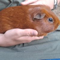 2 cochons d'inde à vendre avec tout le matériel #6
