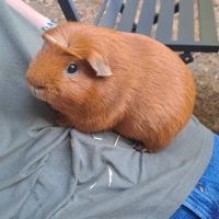 2 cochons d'inde à vendre avec tout le matériel #9