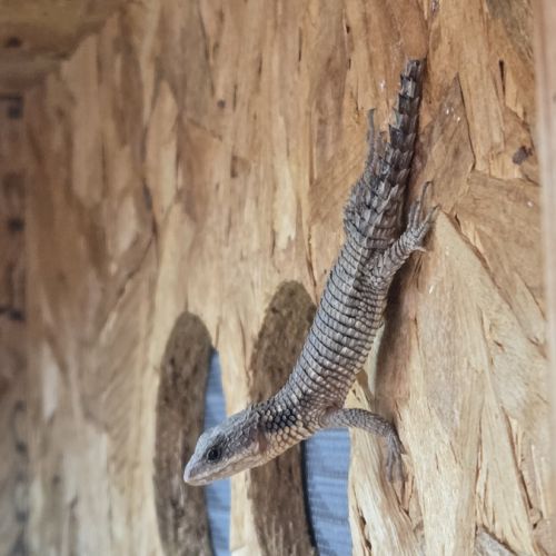 Cordylus tropidosternum #2