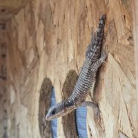 Cordylus tropidosternum #2