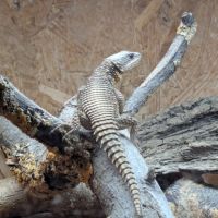 Cordylus tropidosternum #4