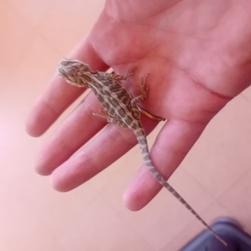 Bb pogonas