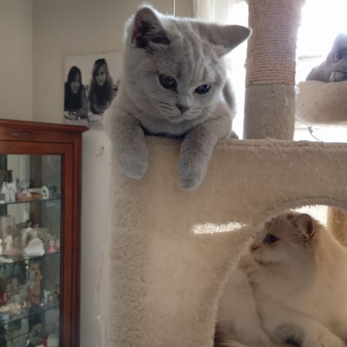 British shorthair lillac #2