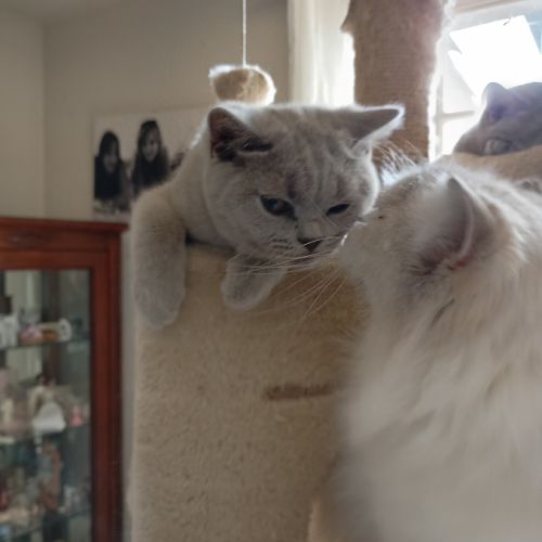 British shorthair lillac #4