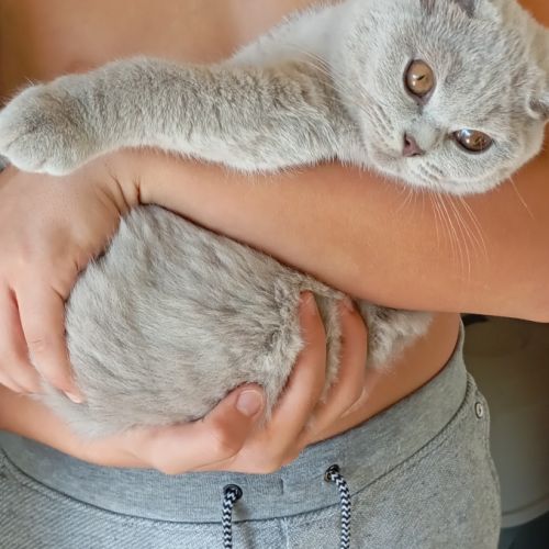 British shorthair lillac #7