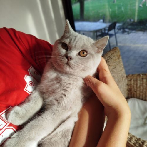 British shorthair lillac #9