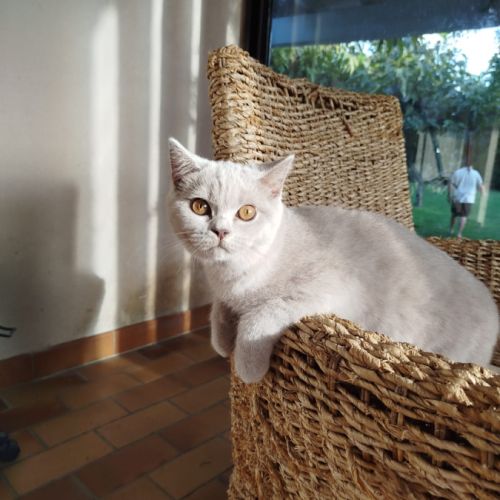 British shorthair lillac #10