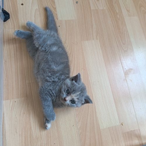 British shorthair lillac #11