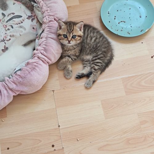 British shorthair lillac #12