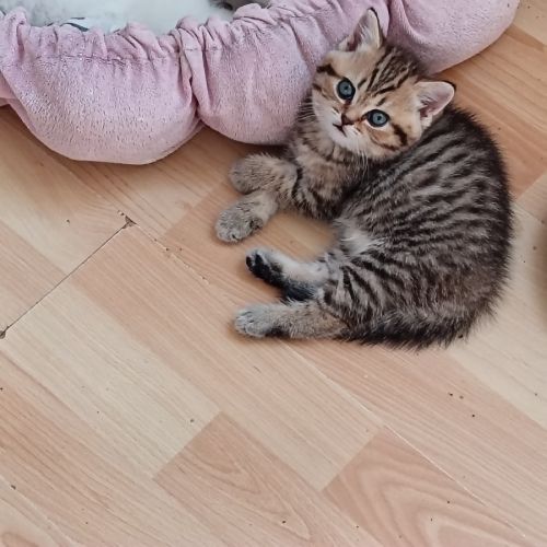 British shorthair lillac #13