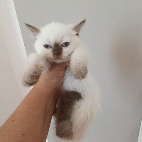 British shorthair lillac #18