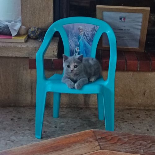 British shorthair lillac #20