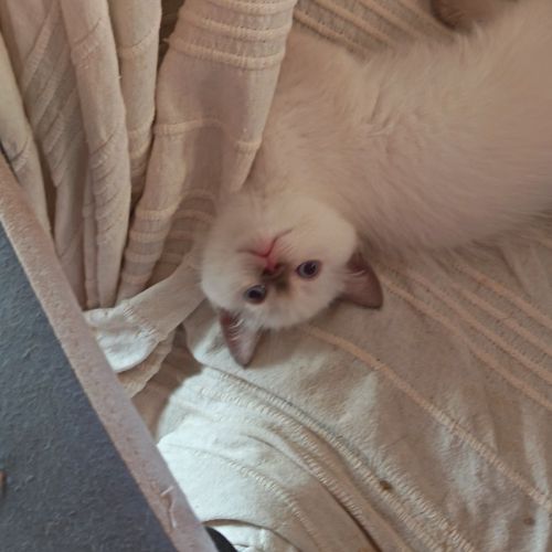 British shorthair lillac #21