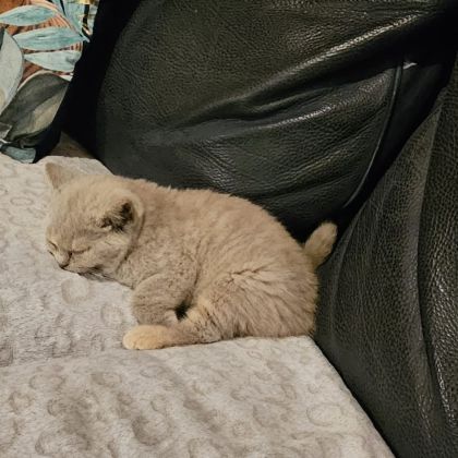 British shorthair lillac #23