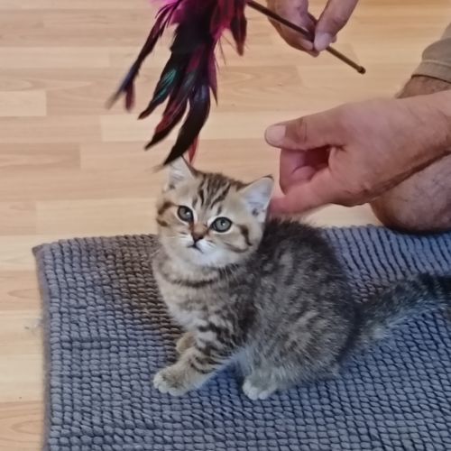British shorthair lillac #24