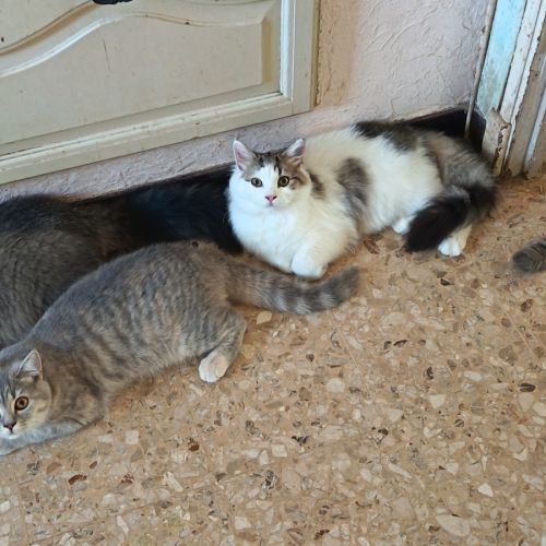 British shorthair lillac #26