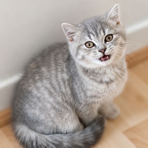 British shorthair lillac