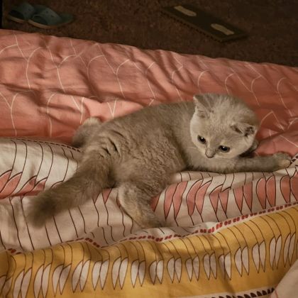 British shorthair lillac #28