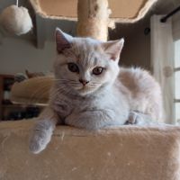 British shorthair lillac #1