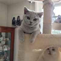 British shorthair lillac #3