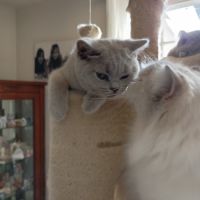 British shorthair lillac #4