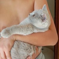 British shorthair lillac #5