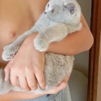 British shorthair lillac #6