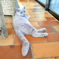 British shorthair lillac #8