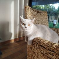 British shorthair lillac #10