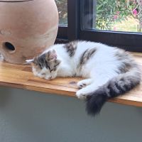 British shorthair lillac #14