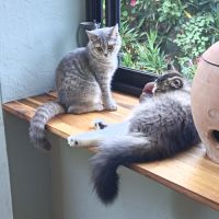 British shorthair lillac #15