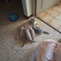British shorthair lillac #16