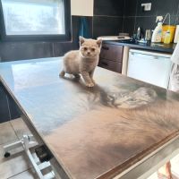 British shorthair lillac #19