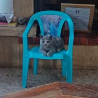 British shorthair lillac #20