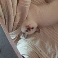 British shorthair lillac #21