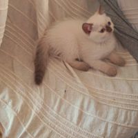 British shorthair lillac #22