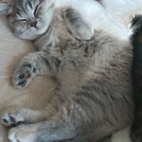 British shorthair lillac #25