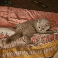 British shorthair lillac #28