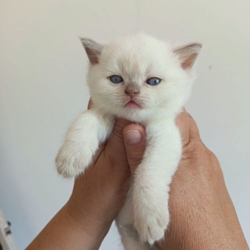 Scottish straight seal silver tabby point