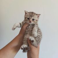 Scottish straight seal silver tabby point #2