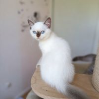 Highland straight blue point silver