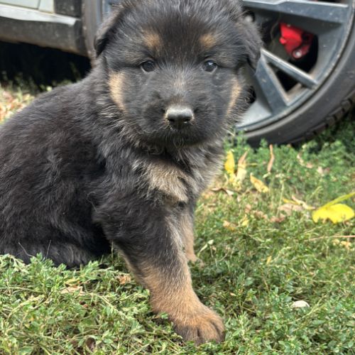 Chiot berger allemand #0