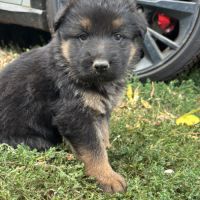 Chiot berger allemand