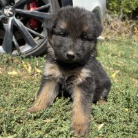 Chiot berger allemand #3